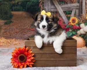 Dolly Pomsky Mix